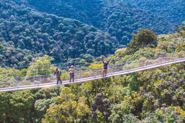 3-Day Nyungwe Forest Primates & Nature Walking Safari
