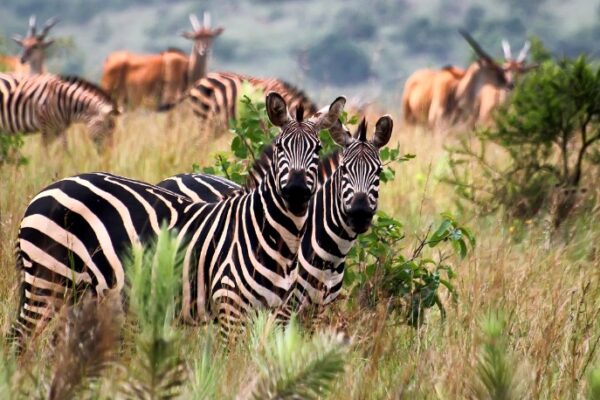 4-Day Akagera Birding & Wildlife
