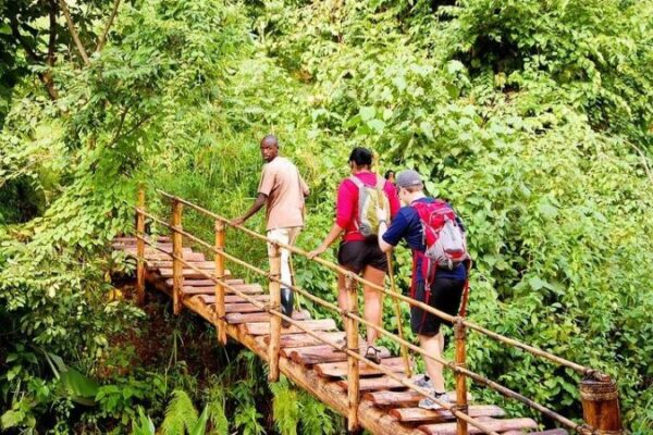 4-Day Bwindi Forest & Community Walking Safari
