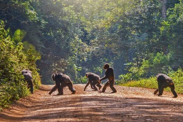 4-Day Nyungwe Forest Community & Cultural Tour