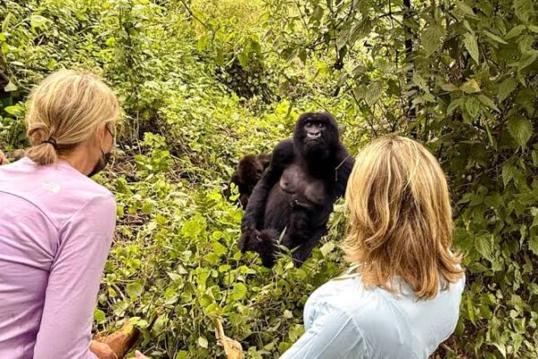4-Day Volcanoes Forest & Gorilla Walking Safari