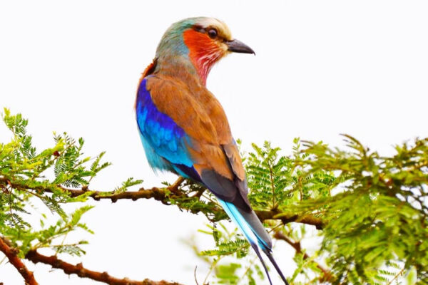 5-Day Nyungwe Forest Birding Safari