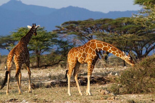 5-Day Queen Elizabeth & Nature Walking Safari