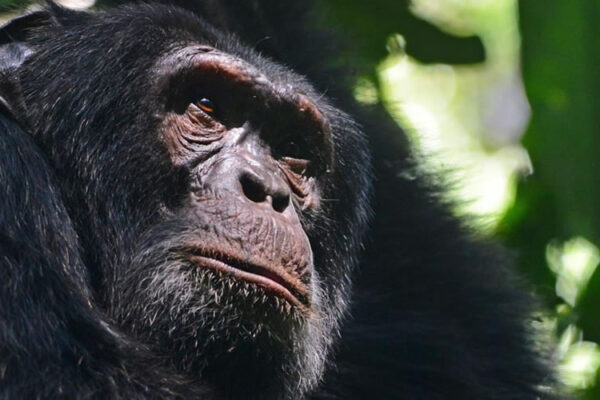 7-Day Jinja Rafting & Kibale Chimpanzee Safari