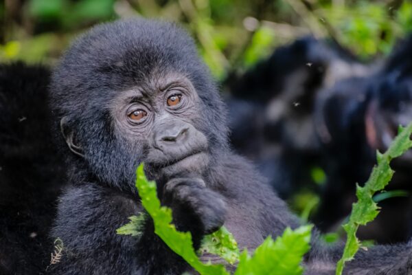 8-Day Rwanda Birding & Primate Safari