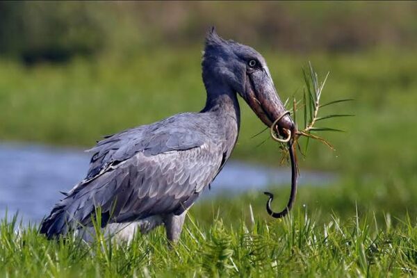Birding