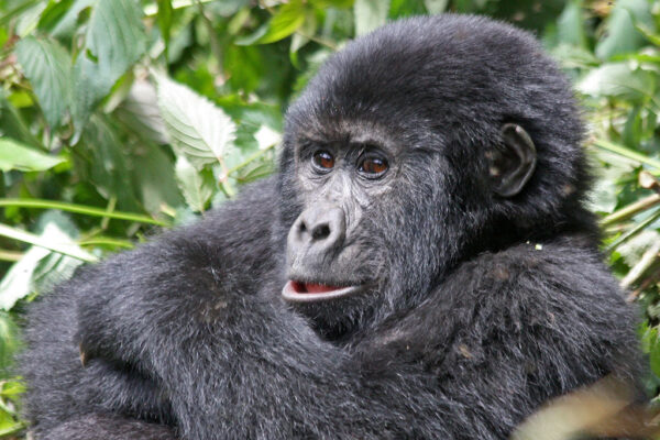 First Primate Safari First Primate Safari