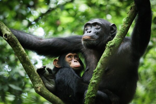 First Primate Safari First Primate Safari