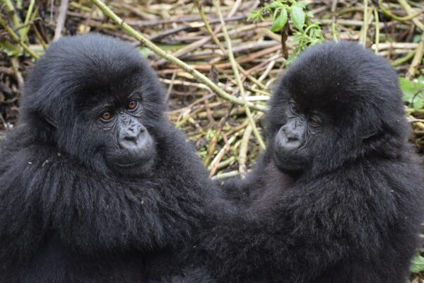First Primate Safari First Primate Safari