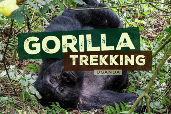 First Primate Safari First Primate Safari