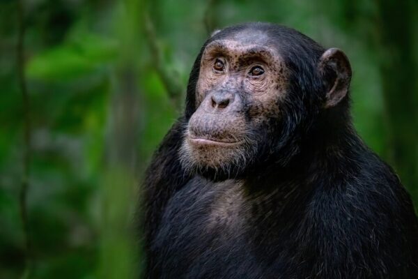 First Primate Safari First Primate Safari