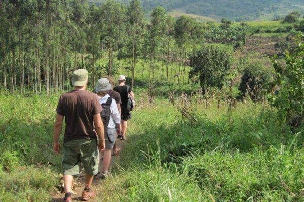 Walking Safaris