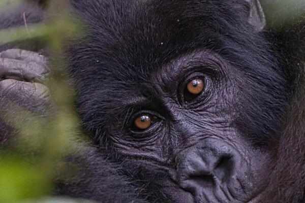 1-Day Gorilla Trek Tour 1-Day Gorilla Trek Tour