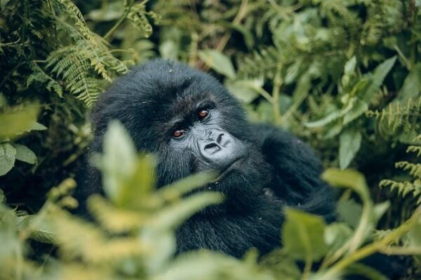 1-Day Gorilla Trek Tour 1-Day Gorilla Trek Tour