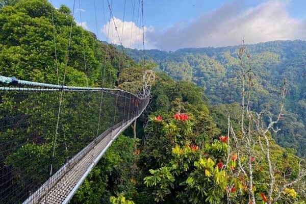 2-Day Chimpanzee Trekking