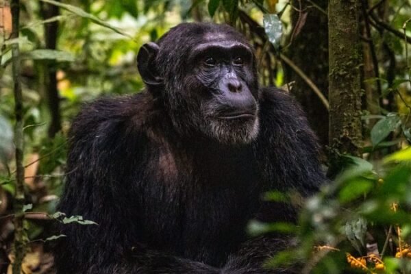 2-Day Chimpanzee Trekking