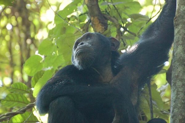 2-Day Chimpanzee Trekking Kibale