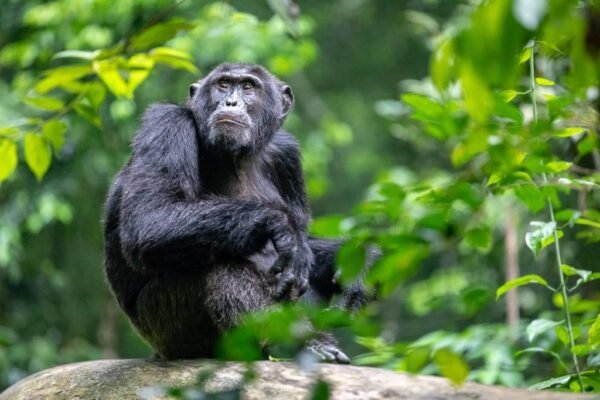 2-Day Chimpanzee Trekking Kibale