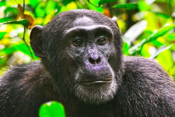2-Day Chimpanzee Trekking Kibale