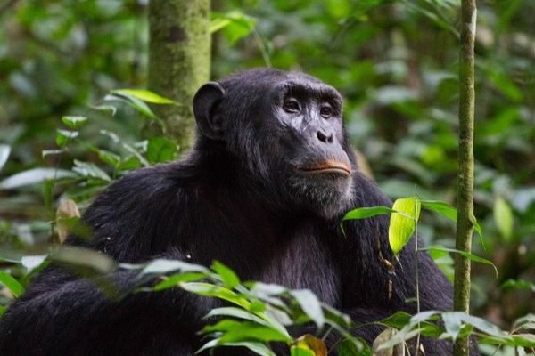 2-Day Chimpanzee Trekking