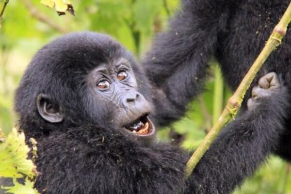 2-Day Rwanda Gorilla Trekking