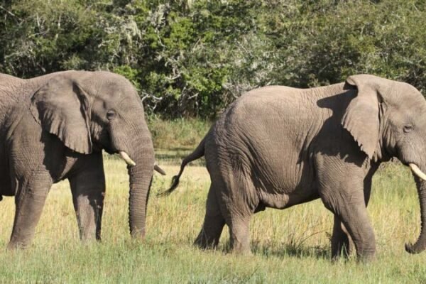 3-Day Akagera Wildlife Safari 3-Day Akagera Wildlife Safari
