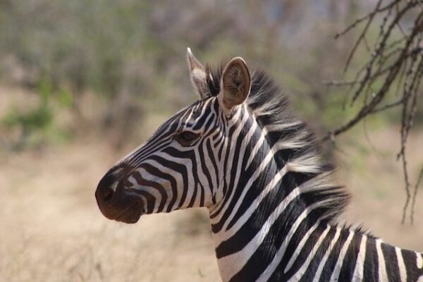 3-Day Akagera Wildlife Safari 3-Day Akagera Wildlife Safari