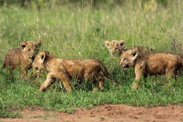 3-Day Akagera Wildlife Safari 3-Day Akagera Wildlife Safari