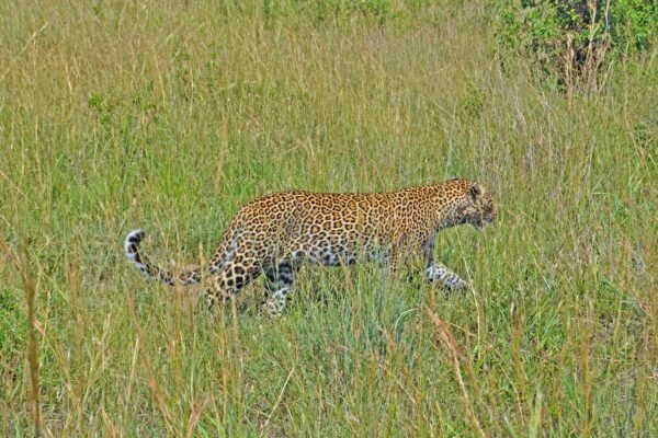 3-Day Akagera Wildlife Safari 3-Day Akagera Wildlife Safari