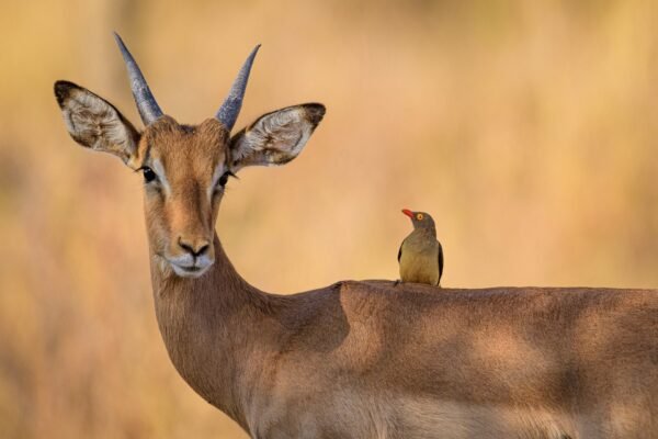 3-Day Akagera Wildlife Safari 3-Day Akagera Wildlife Safari