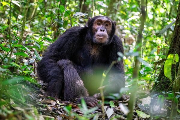 3-Day Chimpanzee Tracking Tour 3-Day Chimpanzee Tracking Tour