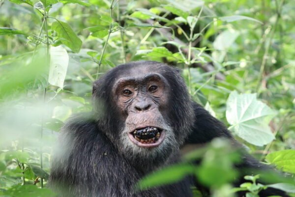 3-Day Chimpanzee Tracking Tour 3-Day Chimpanzee Tracking Tour