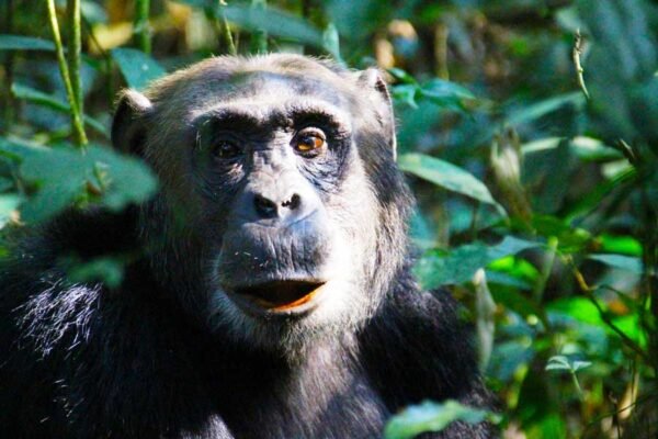 3-Day Chimpanzee Tracking Tour 3-Day Chimpanzee Tracking Tour