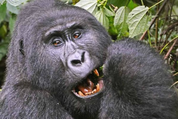 3-Day Gorilla Trekking in Bwindi 3-Day Gorilla Trekking in Bwindi