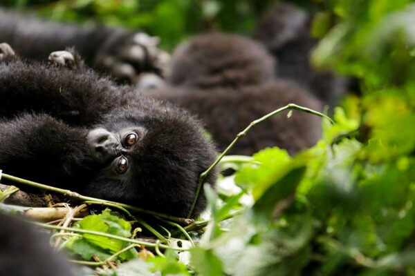 3-Day Gorilla Trekking in Bwindi 3-Day Gorilla Trekking in Bwindi