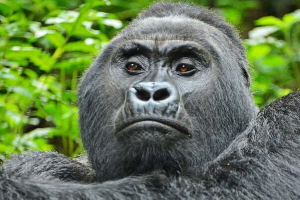 3-Day Gorilla Trekking in Bwindi 3-Day Gorilla Trekking in Bwindi