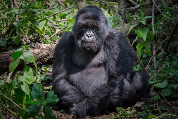 4-Day Double Gorilla Trekking 4-Day Double Gorilla Trekking