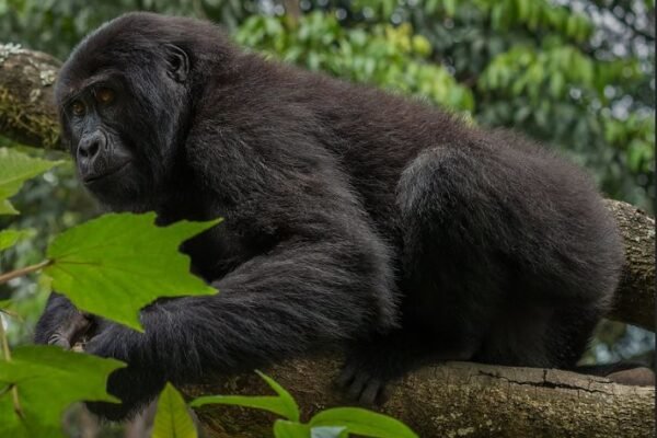4-Day Double Gorilla Trekking 4-Day Double Gorilla Trekking