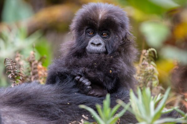 4-Day Double Gorilla Trekking 4-Day Double Gorilla Trekking
