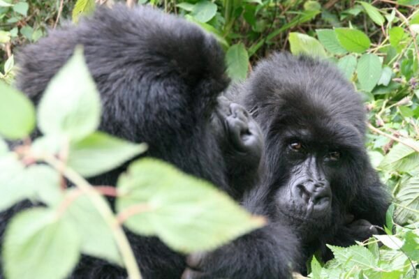4-Day Rwanda Gorilla Trek 4-Day Rwanda Gorilla Trek