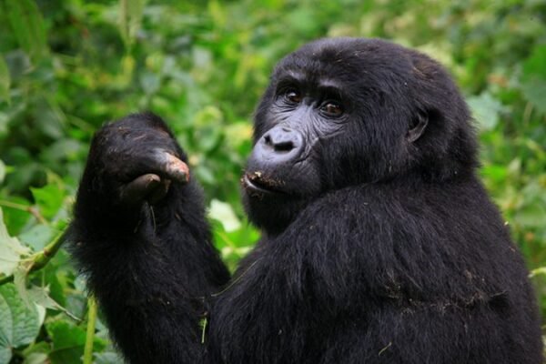 4-Day Rwanda Gorilla Trek 4-Day Rwanda Gorilla Trek