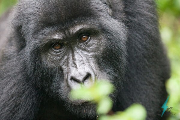 4-Day Rwanda Gorilla Trek 4-Day Rwanda Gorilla Trek