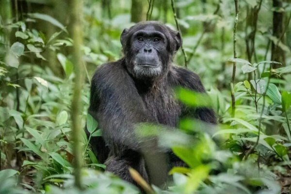 8-Day Uganda Wildlife Safari