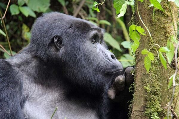 Bwindi Gorillas and Queen Elizabeth