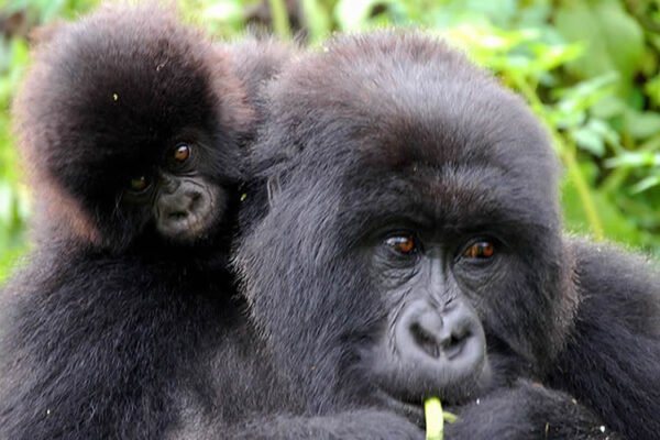 Bwindi Gorillas and Queen Elizabeth