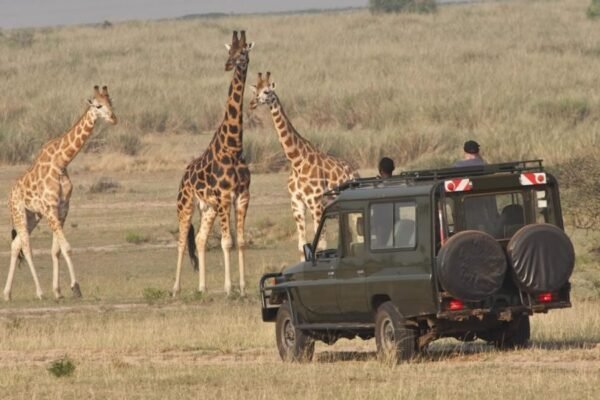 Classic Rwanda Safari Tour