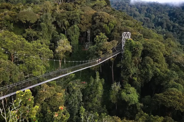 Classic Rwanda Safari Tour