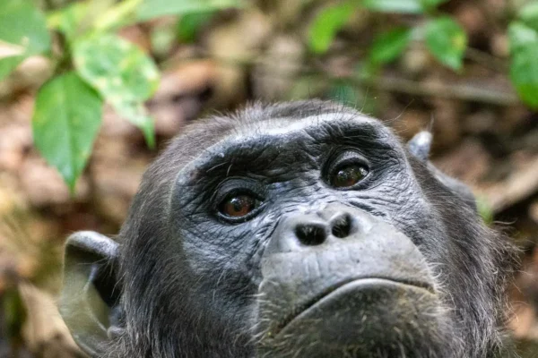 Classic Rwanda Safari Tour