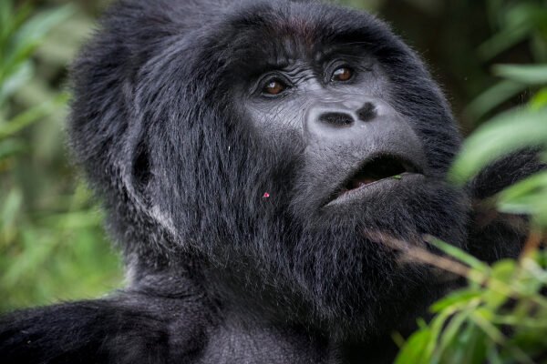 Gorilla Trekking From Kigali Gorilla Trekking From Kigali
