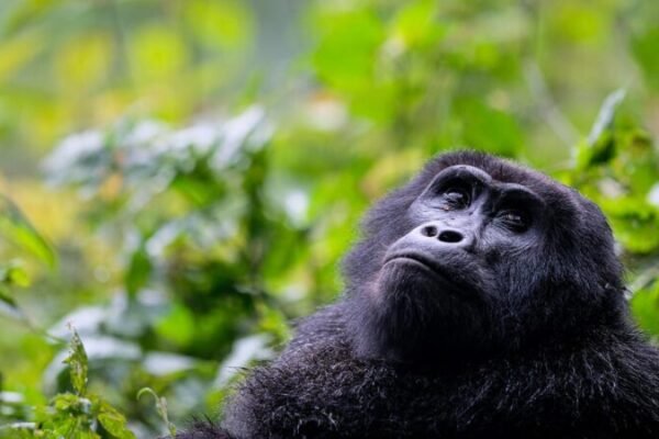 Gorilla Trekking From Kigali Gorilla Trekking From Kigali
